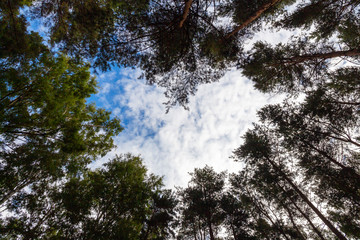 The top of the pines trees, view from the bottom with a heart-shaped sky