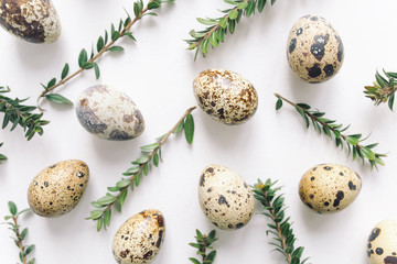 Easter holiday pattern. Top view of quail eggs and green branches on white background. 