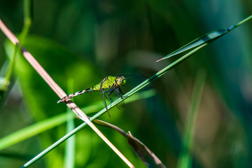 A green darner dragonfly on some tall grass stalks in wetlands shown up close to see the full details in it's body. The grass and leaves are slighly blurred behind it. 