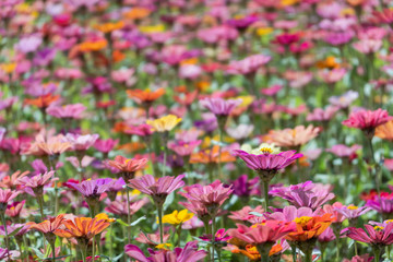 Obraz premium colorful cosmos flowers farm