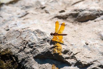 A bronze or golden colored dragonfly sitting on a rock under the bright afternoon sun. It's wings are reflecting their color and detail onto the rock.  
