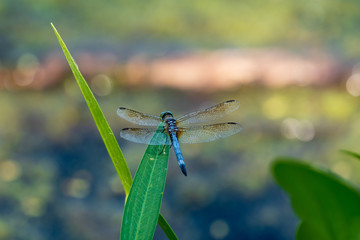 A blue dragonfly with all 4 winds open on a leaf with a creamy multi colored bokeh background. Perfect image to write motivational or inspiring text above the image.