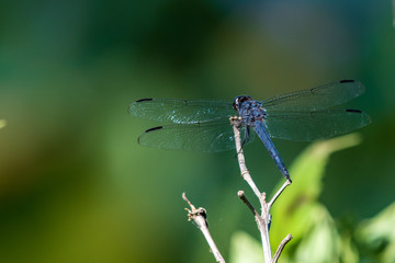 A blue dragonfly with all 4 winds open on a branch with a creamy green bokeh background. Perfect image to write motivational or inspiring text next to the image.