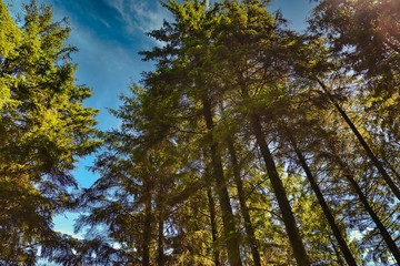 trees and blue sky