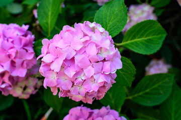Magenta pink hydrangea macrophylla or hortensia shrub in full bloom in a flower pot, with fresh green leaves in the background, in a garden in a sunny summer day.