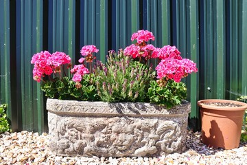 pink flowers in pot