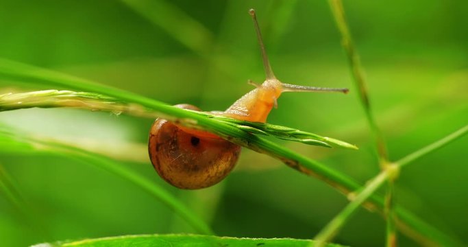 Close up of one lovely cut little snail crawling on the grass looking around wildlife insect in the nature 4k footage