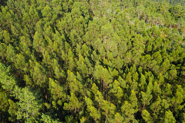 Obraz premium aerial view of beautiful green forest, shot from above with a drone, natural landscape, background.