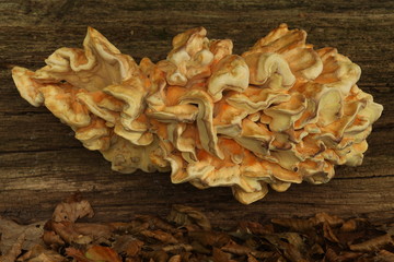 Naklejka na ściany i meble Fungi, Trametes versicolor on a tree trunk in the forest. 