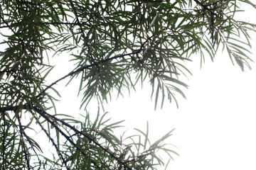 White Willow. Salix alba. Branches of a white willow. Salicaceae Family. Vegetable background with leaves White Willow horizontally. Close up. Macro.