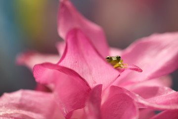 Spiny Glass Frog on purple flower