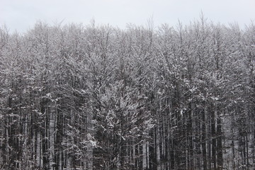 snow covered trees