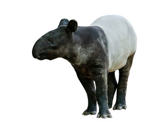 Portrait Malayan tapir or Asian tapir, isolated Malayan tapir on white background