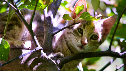 Domestic mother cat and her kittens