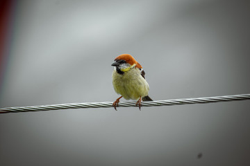 Beautiful true  sparrow on the electricity wire. 