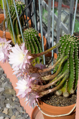 some echinopsis cacti with soft pink flowers