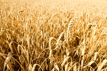 Gold wheat field background. Backdrop of ripening ears of yellow cereal field ready for harvest growing in a farm field. Copy space for your advertising text message.
