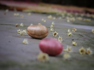 Obraz na płótnie Canvas tiny flowers are spread on the ground.