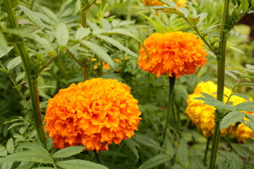 orange flowers in the garden