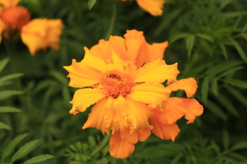 orange flower on a green background
