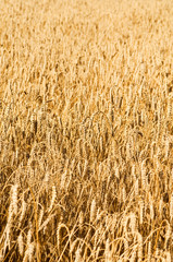 Gold wheat field background. Backdrop of ripening ears of yellow cereal field ready for harvest growing in a farm field. Copy space for your advertising text message.