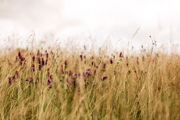 beautiful grass fluttering in the wind, photographed close up