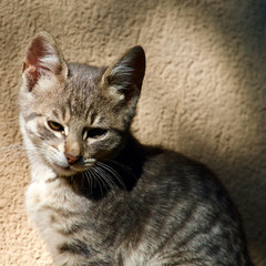 Domestic mother cat and her kittens