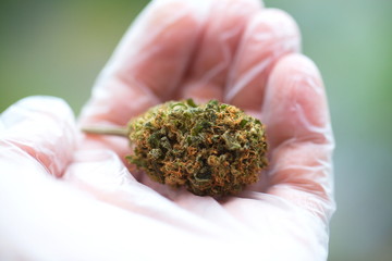 close up scientist hand gloves checking hemp plant