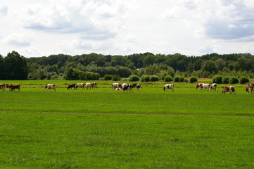 Dutch cows grazing