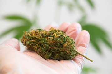 close up scientist hand gloves checking hemp plant