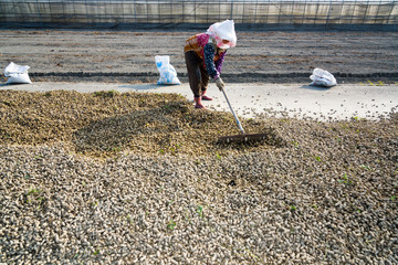 Farmer is spreading fresh peanuts on the ground to dry, in Yunlin County, Taiwan.