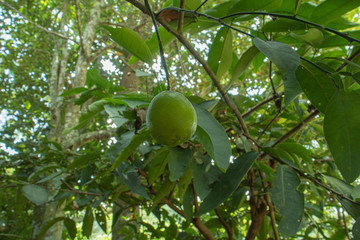 lemon green  on the tree