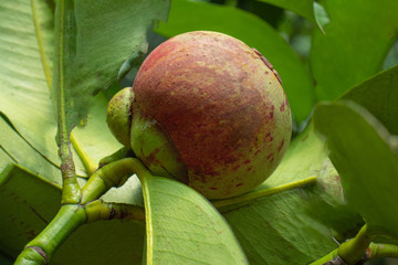mangosteen on tree