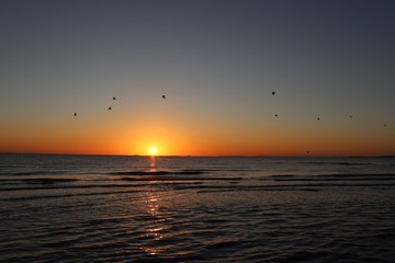 Fototapeta na wymiar Birds flying at sunrise