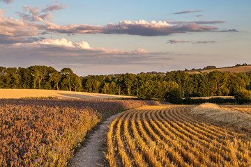 A Rural South Downs Summer Landscape © lemanieh
