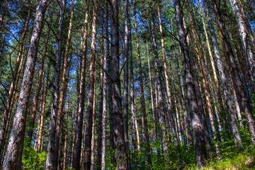 green forest in the morning