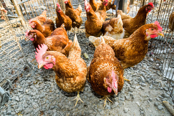Chickens on traditional free range poultry farm