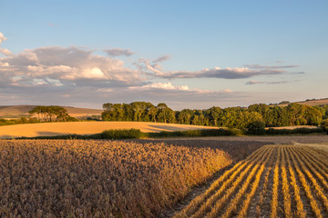 Fields in Sussex on a Summer's Evening © lemanieh