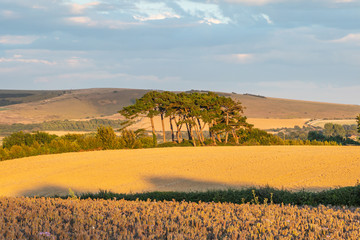 Fields in Sussex on a Summer's Evening © lemanieh