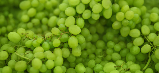 Elegant lush branches with ripe berries of green ripe grapes. A rich harvest of berries used to create wine. Sweet berry.