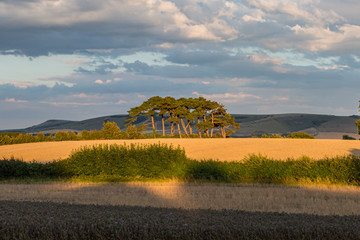 Evening Light over Fields in Sussex © lemanieh