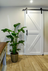 Modern living room with a white sliding barn door and a beautiful potted plant called Bird of paradise (Strelitzia reginae)
