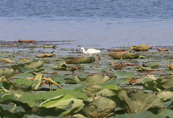 Beautiful shot of a common egret in the lake of Mantua