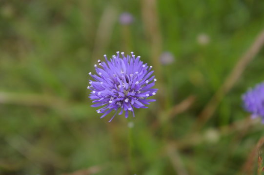Jasione montana