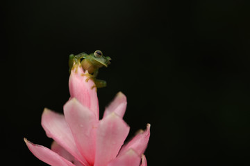 Emerald Glass Frog on pink flower black background
