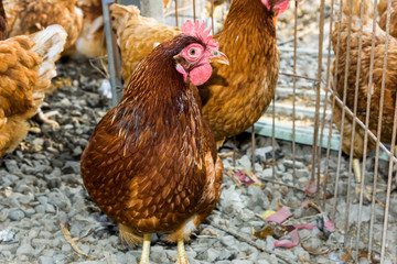 Chickens in the traditional free-range poultry farm
