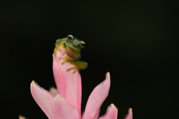 Emerald Glass Frog on pink flower