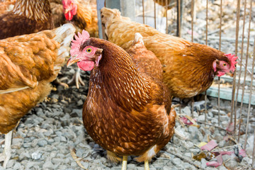 Chickens on traditional free range poultry farm