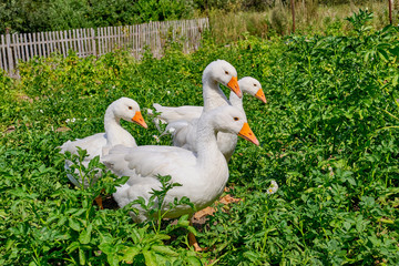 Four white geese walking over agricultural field