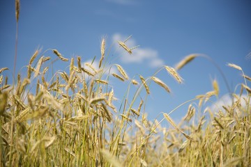 Summer wheat field day light. View of ripe harvest, golden field. Close-up ripe rye or wheat spikelets blades in rays of sunset.